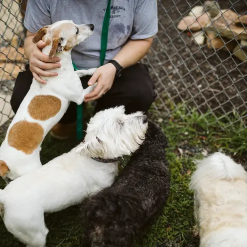 The Pet Spa & Resort Doggie Daycare. Four white dogs and black dog getting petted by one of the Staff members. 